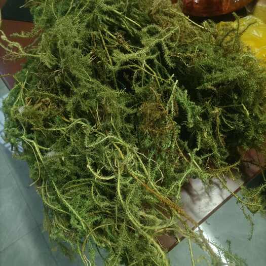 富宁县伸筋草，云南大山伸筋草，舒筋草筋骨草络筋骨阳光晒无硫包邮