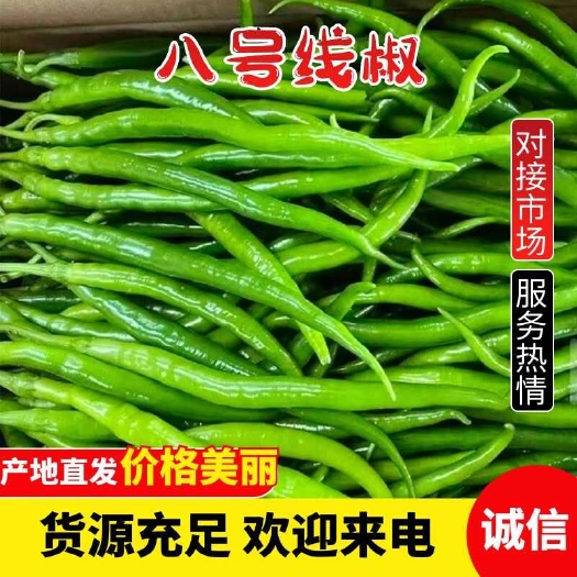 徐闻县广东精品三号/八号线椒、螺丝线椒、螺丝椒，一手货源，全国供应