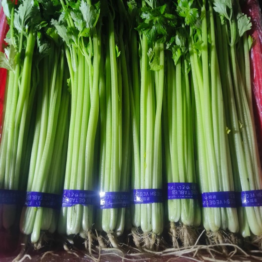 暖棚优质芹菜，欢迎骚扰