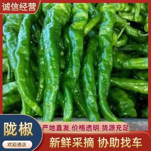 广东精品螺丝椒、陇椒、全品类辣椒，产地直销，全国供应。