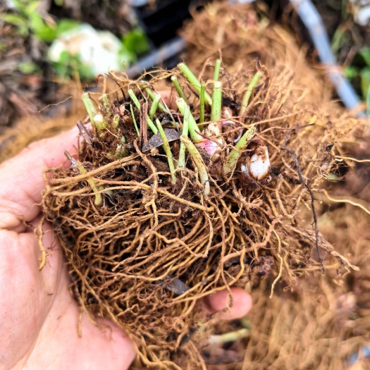 供落新妇块茎可做切花盆花花镜
