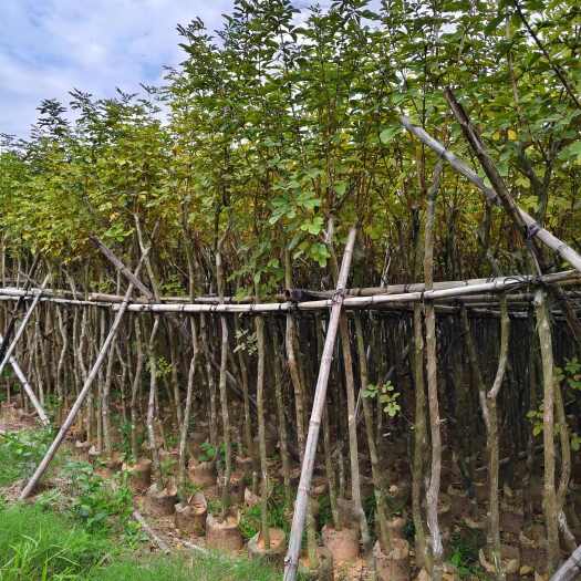 普宁市黄花风铃木 3公分～4公分