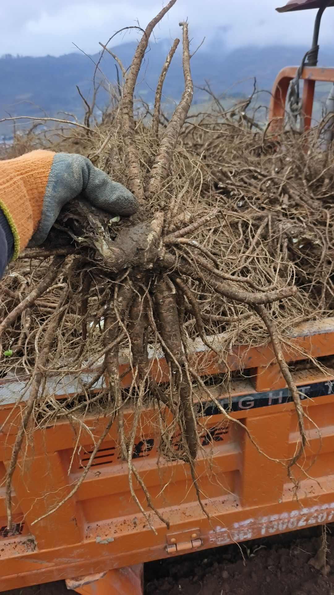 甘洛县精品高山日本当归甜当归出售！包邮发货，欢迎购买