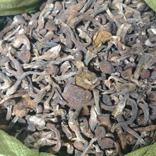 黑龙江产地：榛蘑，伏蘑，自然晾晒，质量好，产地直销，价格便宜