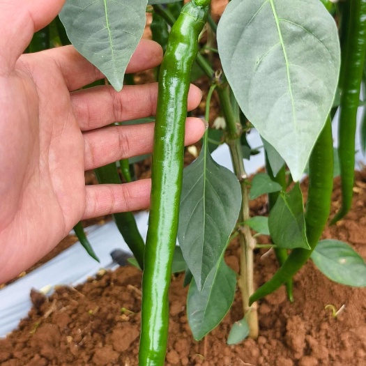 雷州市3号线椒来袭，质量保证欢迎订购！