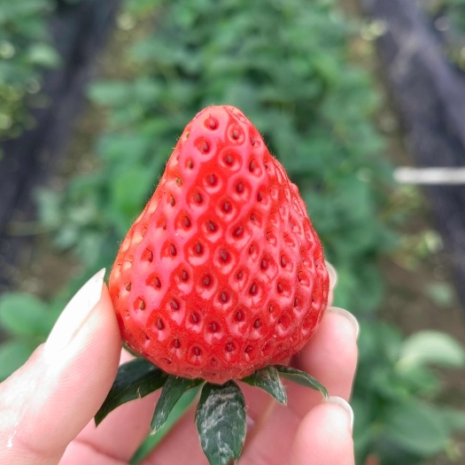 原产地直供红颜草莓 供应全国品质保障 现摘现发