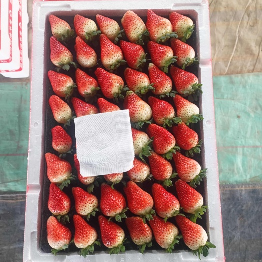 商丘商丘天仙醉 妙香 奶油草莓