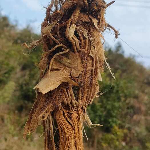 贺州丽茭一号 美人茭 优质茭白种苗 精选农户家自种种苗