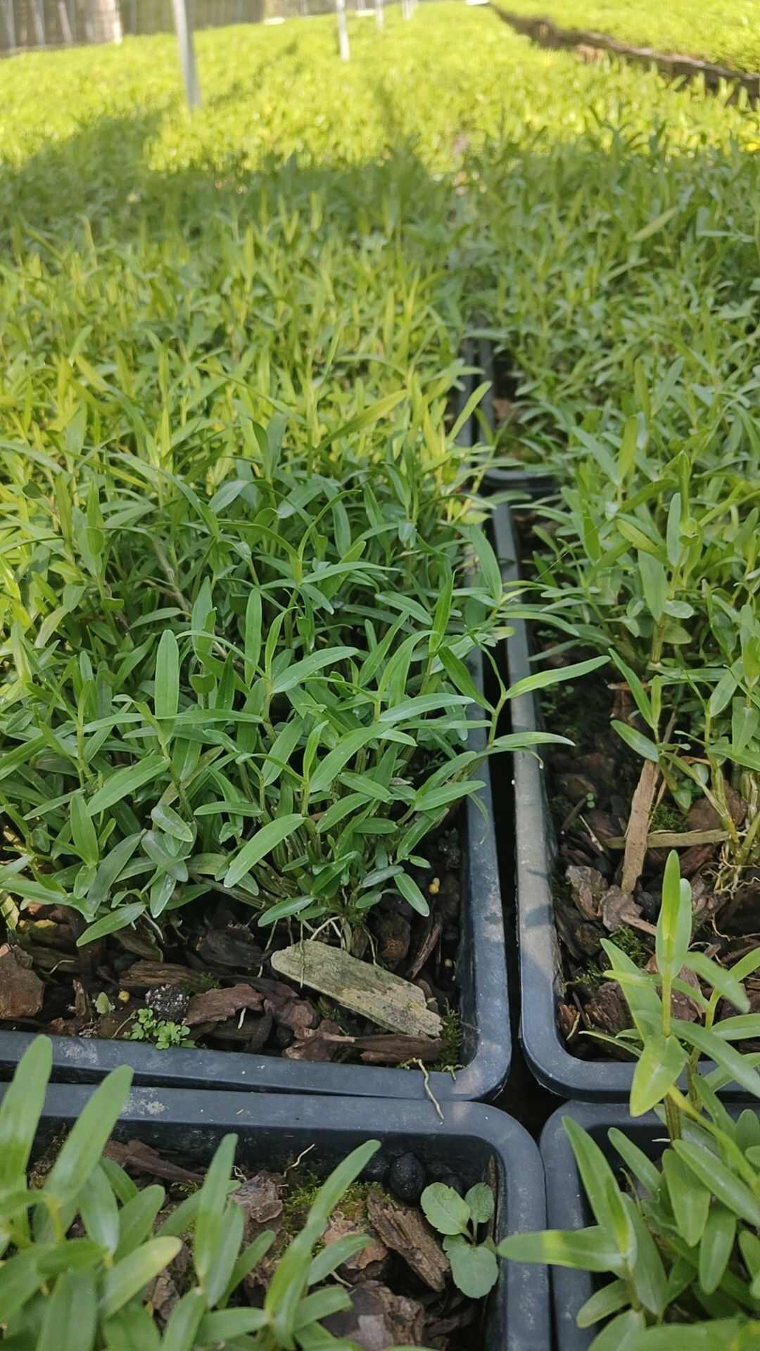 霍山米斛苗 米斛种苗 三年苗 现拔现发 原产地直发 质量保证