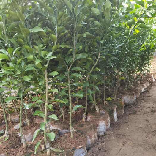 新品种爱媛46号阿蜜达大杯苗