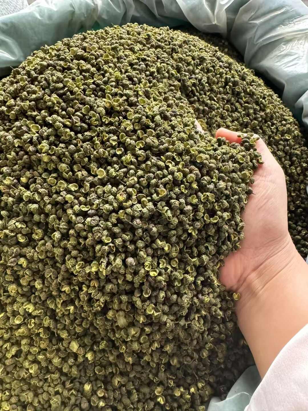 青麻椒 重庆麻椒，颜色绿，麻度高 重庆干花椒