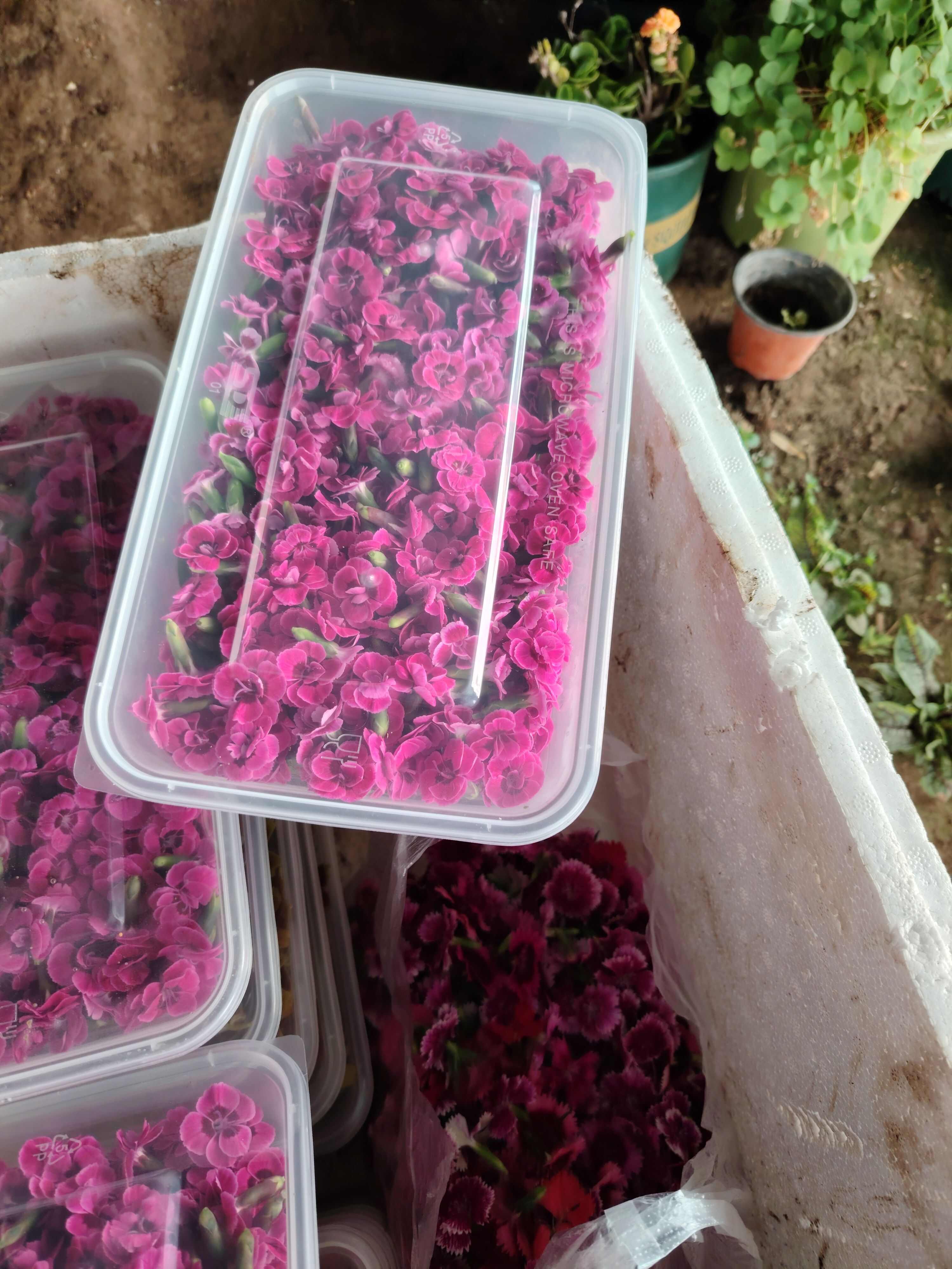 优质石竹花，初吻小花朵。