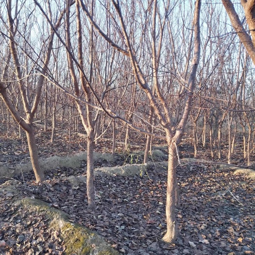 深州市荷兰香蜜杏树苗，5--6公分，3年挂果