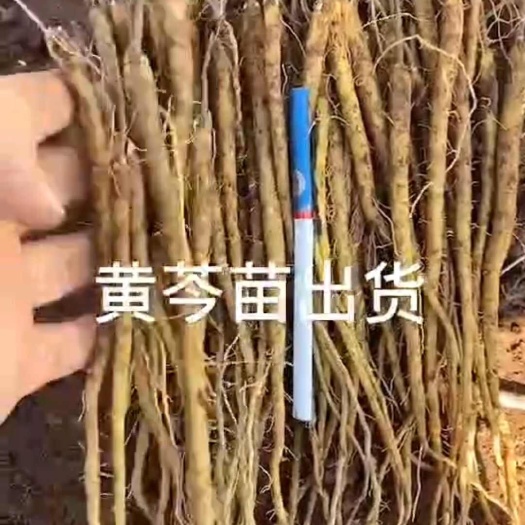 莒县改良优质黄芩种苗