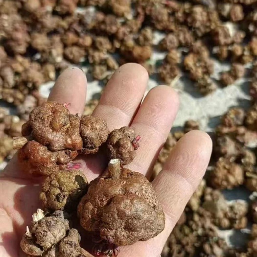 云南怒江特产喜树果药材 批发零售 原产地直发贡山县