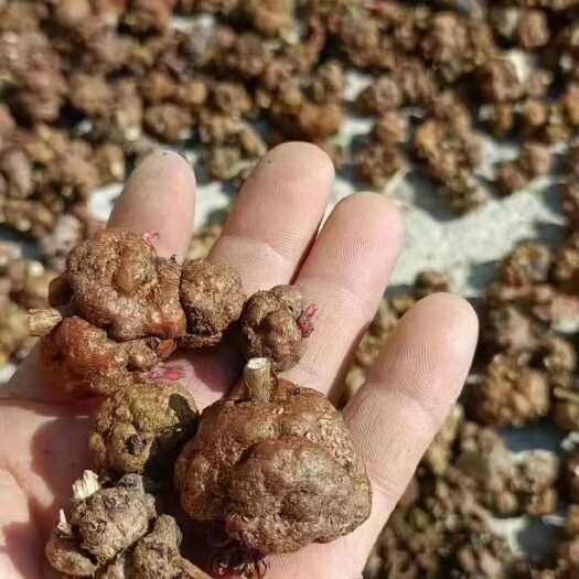 贡山县云南怒江特产喜树果药材 批发零售 原产地直发贡山县