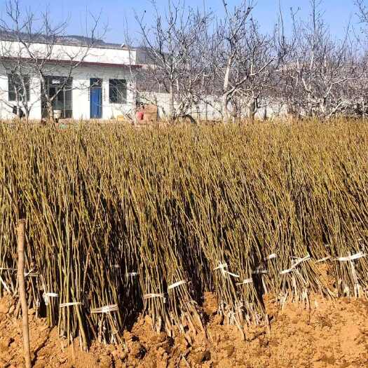 汾阳市优质嫁接核桃苗