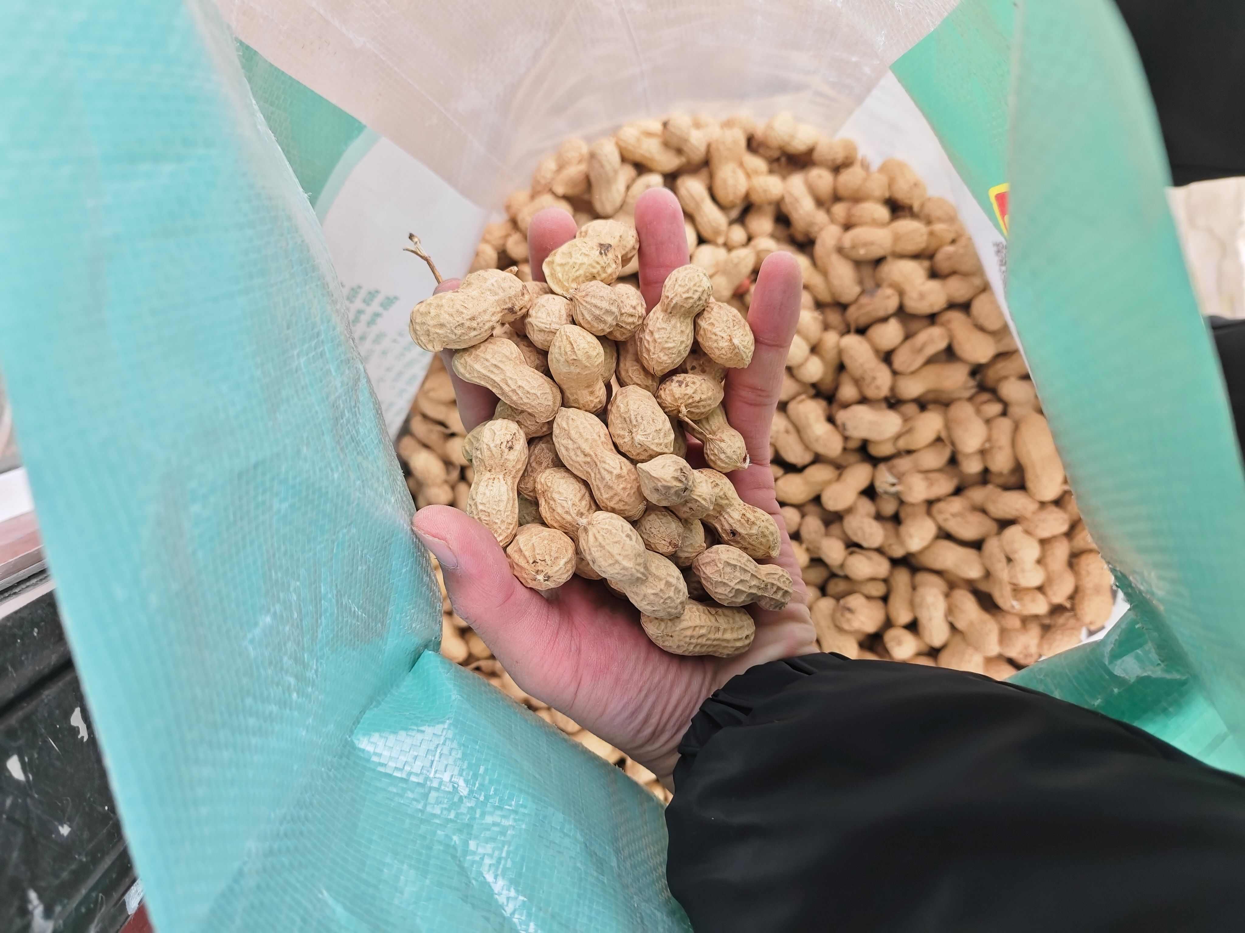 花育25花生种子带壳，一级原种花生种子抗病产量好