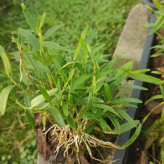 霍山米斛种苗和铁皮石斛种苗现拨现发提供技术指导可实地考察