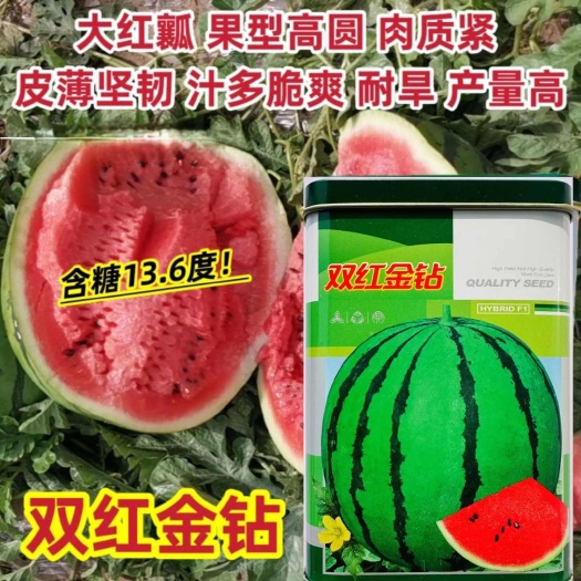 双红金钻西瓜种子大果型瓤色大红含糖高西瓜种子果面深绿西瓜种子