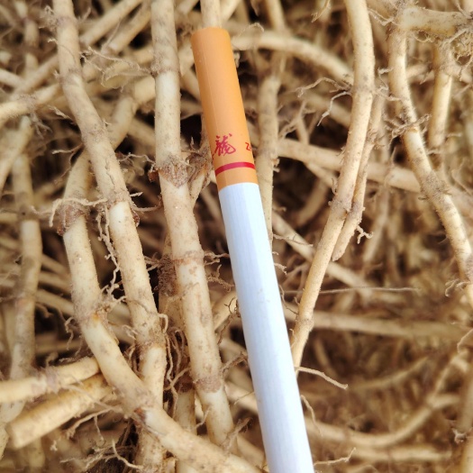 北流市鱼腥草折耳根广西玉林，新鲜白色紫叶