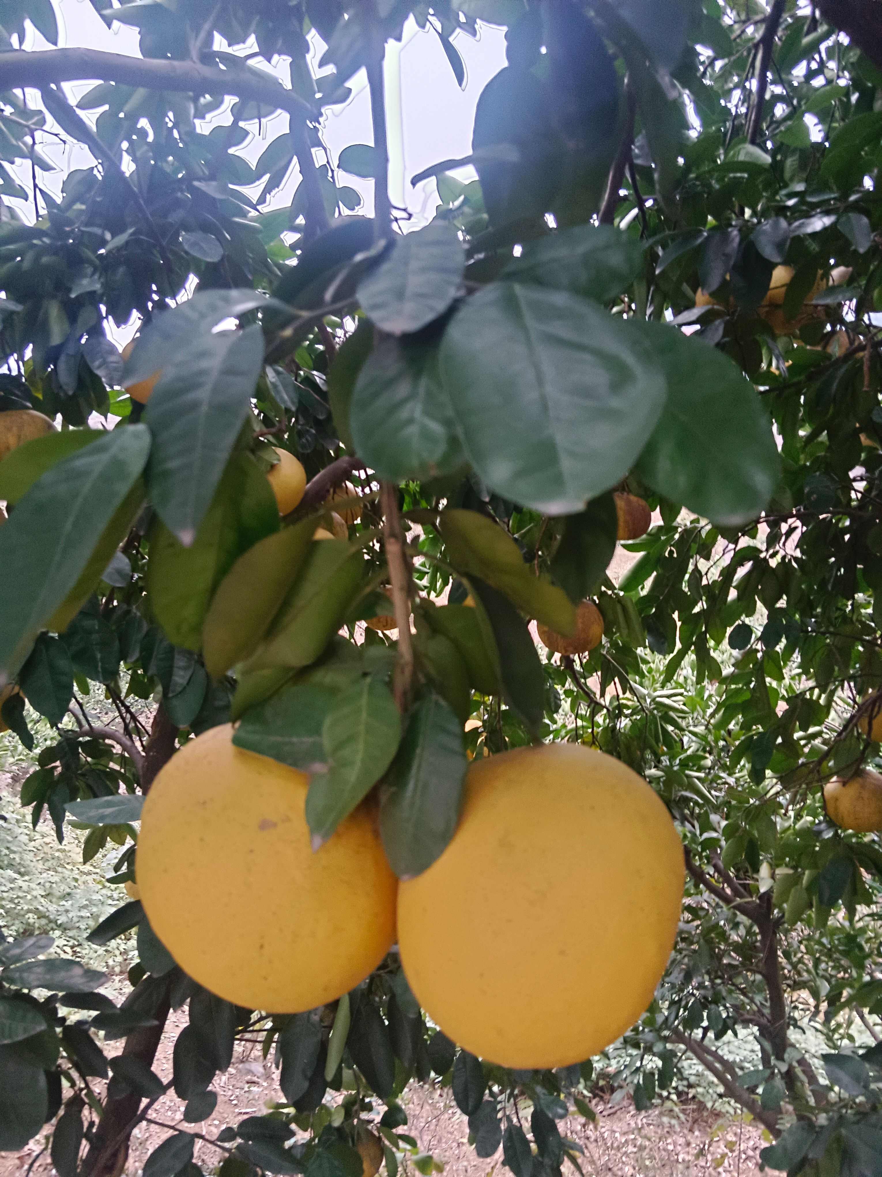 湖南澧县复润牌苹果柚大量上市