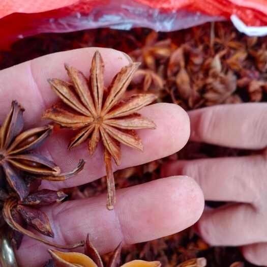 富宁县大红八角