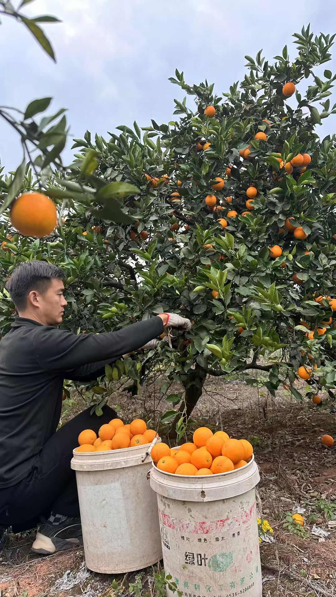麻阳冰糖橙