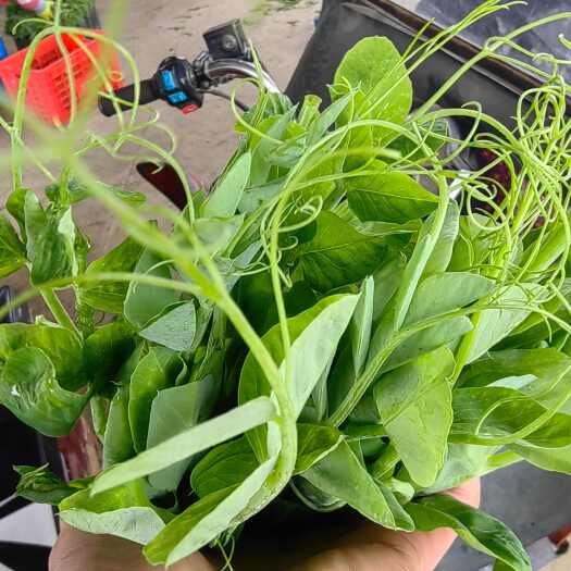 仁怀市贵州遵义鲜嫩豌豆苗直销全国