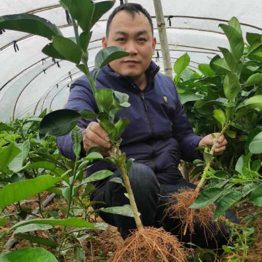 琯溪 平和蜜柚苗  福建平和三红蜜柚苗【无籽大红肉】