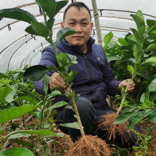 平和县琯溪 平和蜜柚苗  福建平和三红蜜柚苗【无籽大红肉】