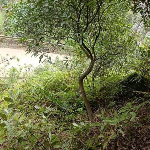 灵山县春花