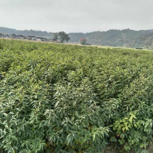 高产木姜子苗，苗子健壮根系发达，成活率95‰以上，谁种谁丰收