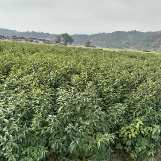 靖州县高产木姜子苗，苗子健壮根系发达，成活率95‰以上，谁种谁丰收