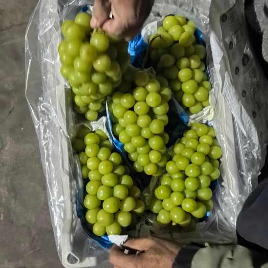 莱西市山东莱西阳光玫瑰，产地直发，各个价位的都有，欢迎来电来人洽谈