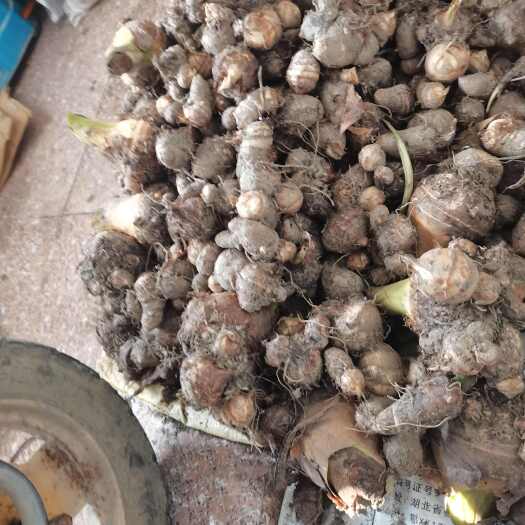 常州江苏苏南毛芋头，芋艿