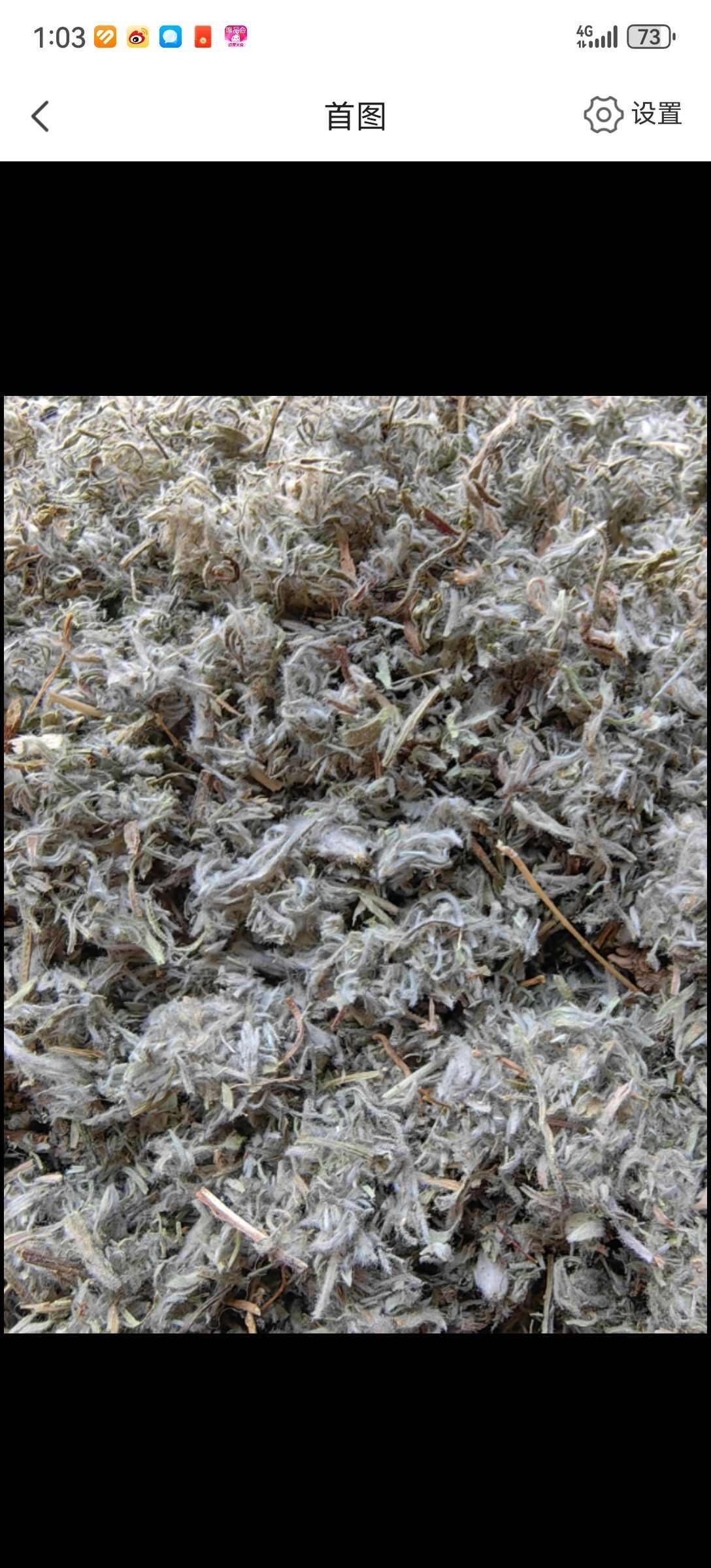 绵茵陈优质山东茵陈前期货白蒿过筛无土批发各种中药材量一手货源