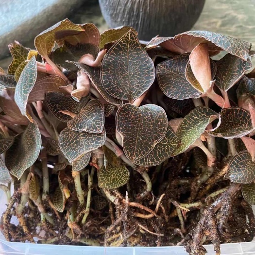 福建金线莲林下种植鲜品，一盒半斤装，一盒净重250克
