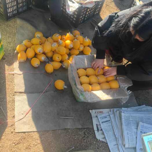 昌黎县蜜梨精品通货都有