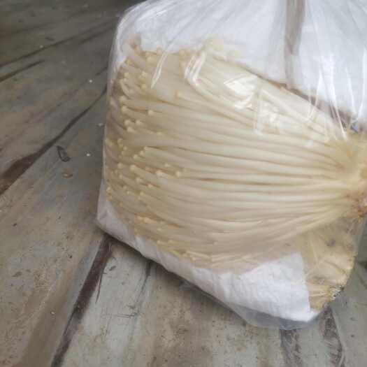 崇州市金针菇