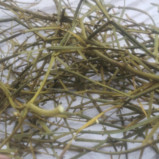 螃蟹脚 全年供应油桐树板栗树枫树青冈树的螃蟹脚系列 欢迎选购
