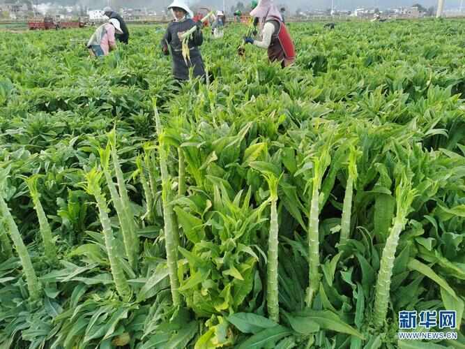 弥渡县大理高山贡菜大量上市一级35元/斤二级31元/斤三级23元/