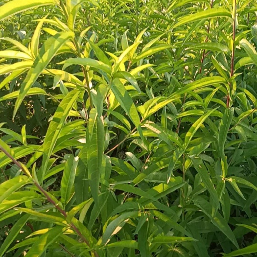 荔浦市樱嘴桃，