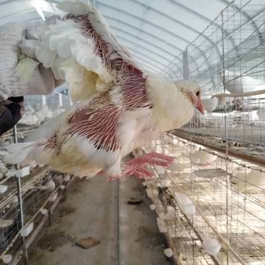 济南自营农场产地直发鲜乳鸽活禽 粮食喂养 非人工填喂 6两-1斤