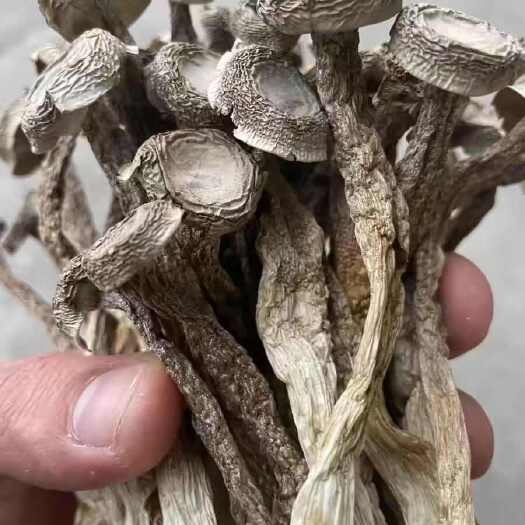 西安鹿茸菇干货无熏硫无碎菇
