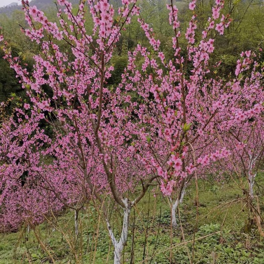 芦山县黄金蟠桃树苗
