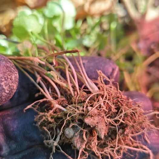池州猫爪草种苗