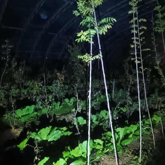 临沂多花紫藤
