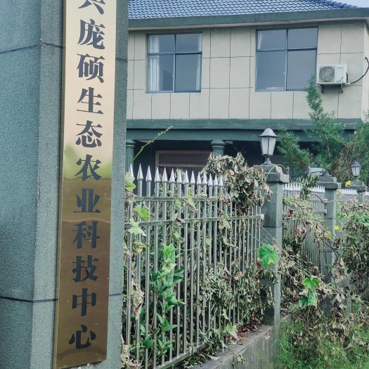 丝瓜络 30cm以上