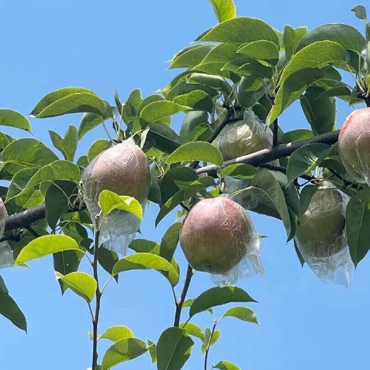 阳信县鸭梨自产自销